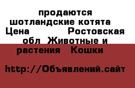 продаются шотландские котята  › Цена ­ 2 000 - Ростовская обл. Животные и растения » Кошки   